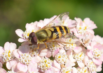 DSC_8155 Schwebfliege.webp
