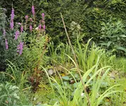 DSC02988 - 2012-07-10 - teich - blutweiderich.webp