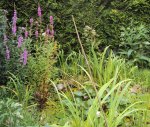 DSC02988 - 2012-07-10 - teich - blutweiderich.jpg