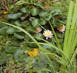 DSC02987 - 2012-07-10 - seerosen.webp