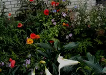 DSC02984 - 2012-07-10 - staudenbeet esszi2.webp