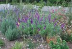Salvia, Nicotinia,Lavendel, Gaura.jpg