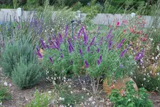 Salvia, Nicotinia,Lavendel, Gaura.webp