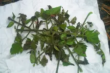 pest.webp