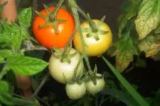 orange_favourite.webp