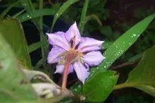 eggplant.webp