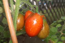 schwarze_pflaume.webp