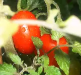 kein_plan_tomate_halt.webp