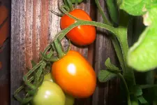 lycobello.webp