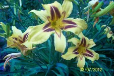 100_3330_1_1.webp
