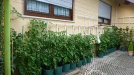 Tomatis und Gurken.webp