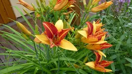 Taglilie.webp