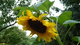 Sonnenblume.webp