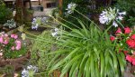 Agapanthus (2).JPG