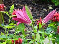 Indianer und Lilie (1).webp