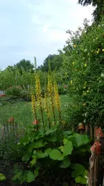 Ligularia.webp