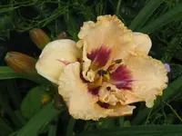 IMG_cherry candy1_1024x768.webp