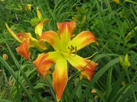 IMG_ginger twist_1024x768.webp