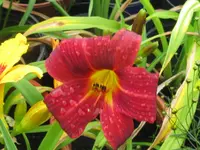 IMG_little tyke_1024x768.webp