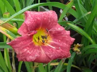 IMG_rosy returns1_1024x768.webp