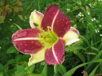 IMG_russel bicolor_1024x768.webp