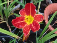 IMG_spanish brocade1_1024x768.webp