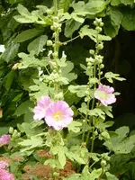 PStockrose.webp