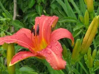 IMG_zimtrot_1024x768.webp