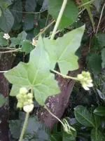 Foto0096.webp