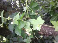 Foto0099.webp