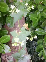 Foto0100.webp
