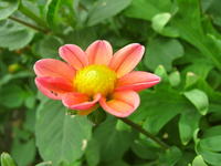 Dahlie.webp
