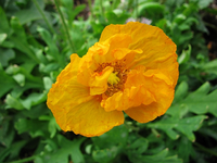 Islandmohn.webp