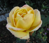 orient im november.webp