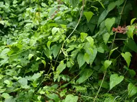 +20120711_154550+0002.webp