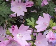 DSC02979 - 2012-07-10 - moschusmalven hummel bepudert2.webp