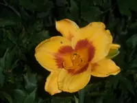 P6280026.webp