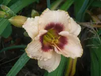 P7010042.webp