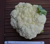 der erste Blumenkohl.webp