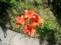 P7080048.webp