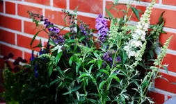 Ausbeute Gartencenter_smaller.webp