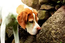 India watching a little frog_smaller.webp