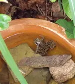 frosch.webp