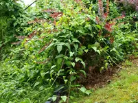 +20120711_154542+0001.webp