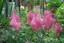 100_3335_6_1.webp