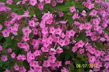 100_3346_17_1.webp