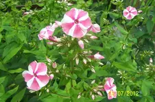 100_3348_19_1.webp