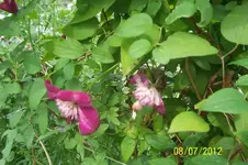 100_3342_13_1.webp