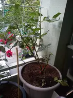 DSC00615.webp