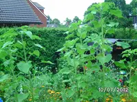 BILD1085.webp